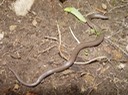 Wormsnake Old Stone Fort Arch. Park.jpg