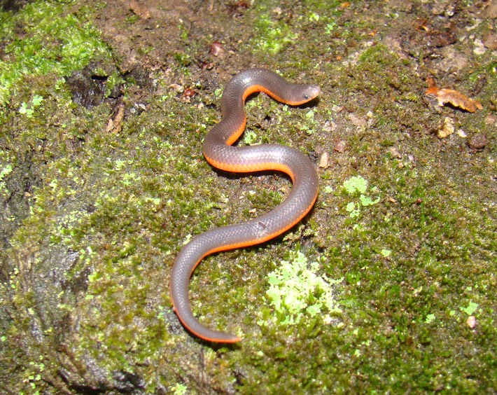Wormsnake TOTSP.jpg
