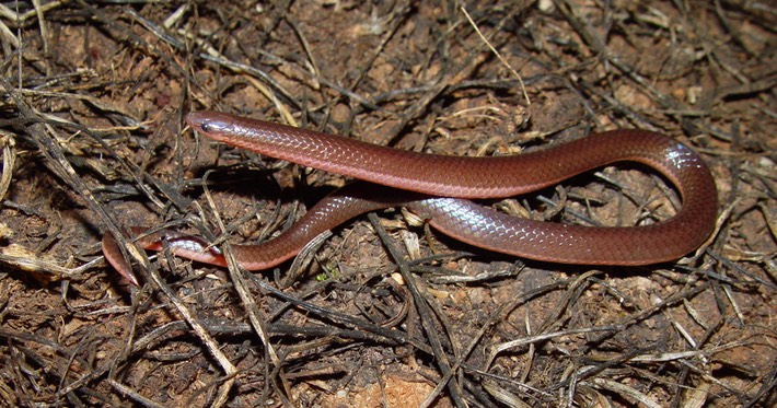 Wormsnake.jpg