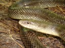 Yellow-bellied Kingsnake 1.JPG